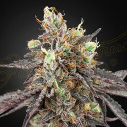 Auto Gelato 41 x Auto Gelato 41 fem. Green House