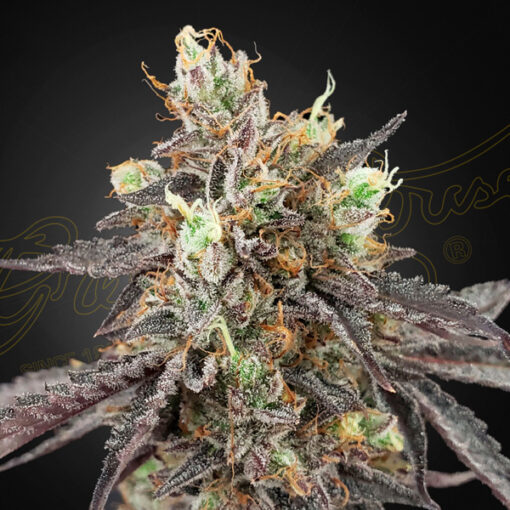 Auto Gelato 41 x Auto Gelato 41 fem. Green House
