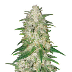 Auto Gelato fem. Nirvana
