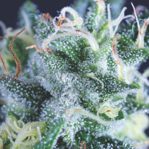 Auto Gelato 5 u. fem. Pyramid Seeds