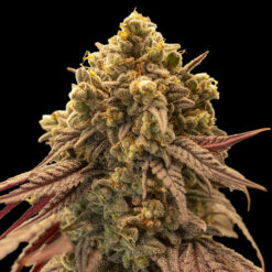 Auto Gelato Mint fem. 00 Seeds