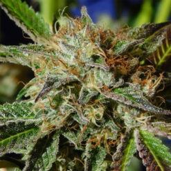 Auto Ghost Cookies fem. Original Sensible