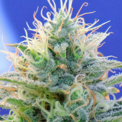 Auto Ghost OG fem. Original Sensible