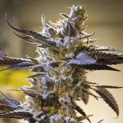 Auto Ghost Train Og High Speed Buds
