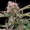 Auto Gigabud 5u. G13 Labs