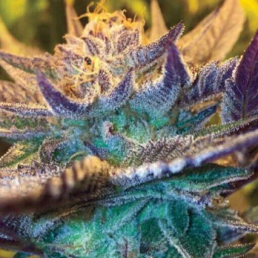 Auto Girl Scout Cookies fem. Garden of Green Seeds