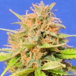 Auto Girl Scout Cookies fem. Original Sensible