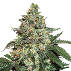 Auto Girl Scout Cookies fem. Seedstockers