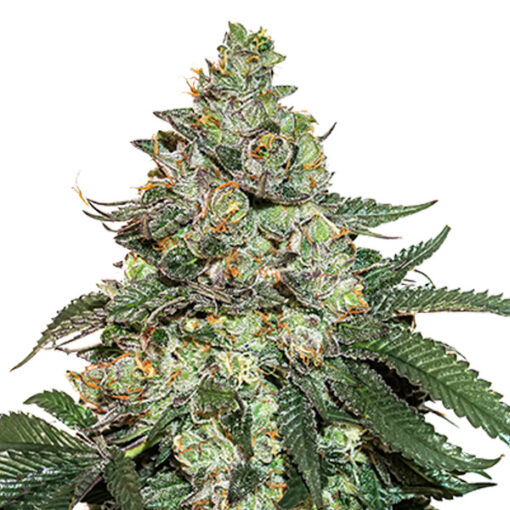 Auto Girl Scout Cookies fem. Seedstockers