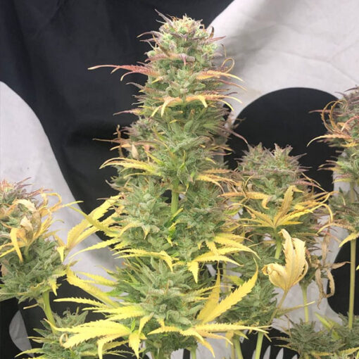 Auto Girl Scout Kush 3 u. fem Pure Instinto