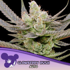 Auto Glowberry Rush  3 u. fem Anesia