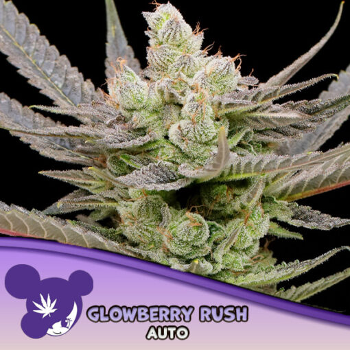 Auto Glowberry Rush  3 u. fem Anesia
