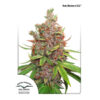 Auto Glueberry OG fem. Dutch Passion