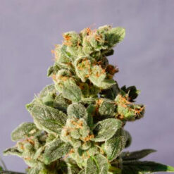 Auto Gnomo fem. Kannabia Seeds