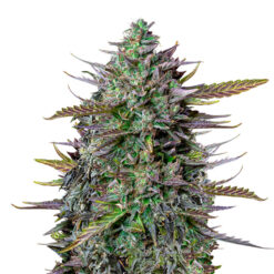 Auto Goat´lato fem. Royal Queen x Tyson 2.0