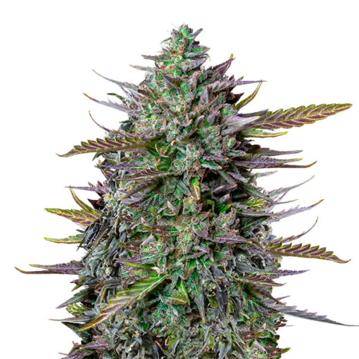 Auto Goat´lato fem. Royal Queen x Tyson 2.0