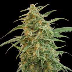 Auto Gorilla fem. 00 Seeds