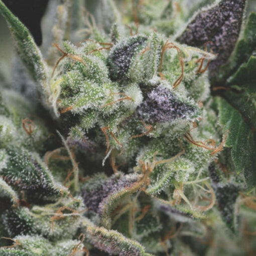 Auto Gorilla 3 u. fem. Pyramid Seeds