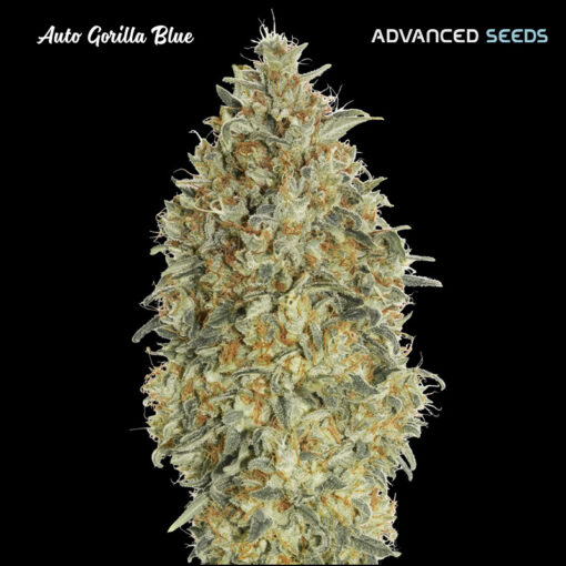 Auto Gorilla Blue fem. Advanced Seeds