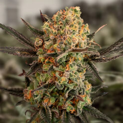 Auto Gorilla Cookies High Speed Buds