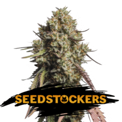 Auto Gorilla Cookies fem. Seedstockers