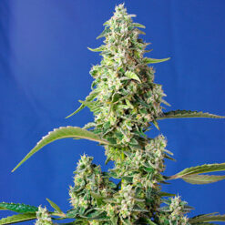 Auto Gorilla Girl XL fem. Sweet Seeds
