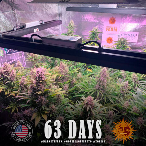 Auto Gorilla Glue fem. Barney's