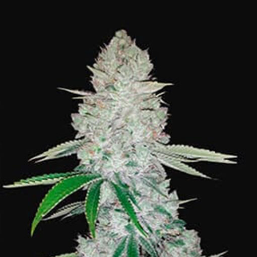 Auto Gorilla Glue fem. Philosopher