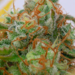 Auto Gorilla Glue #4 fem. Original Sensible