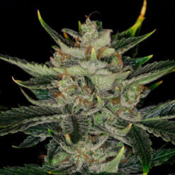 Auto Gorilla King fem. Kannabia Seeds