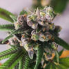 Auto Gorilla Punch fem. Philosopher