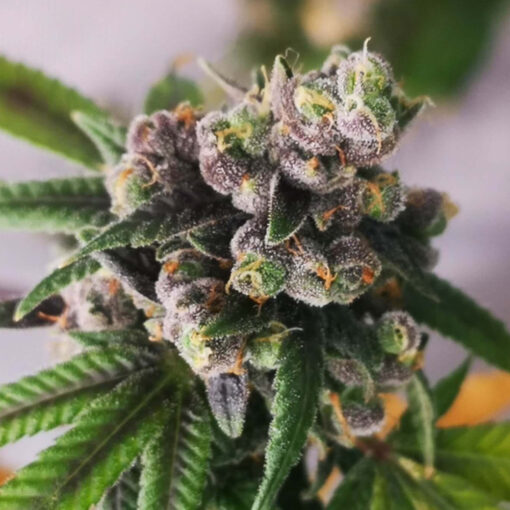 Auto Gorilla Punch fem. Philosopher