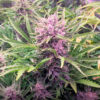 Auto Gorilla Zkittlez fem. Barney's