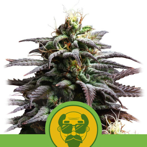 Auto Granddaddy Purple fem. Royal Queen