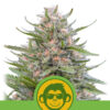 Auto Grape Ape fem. Royal Queen