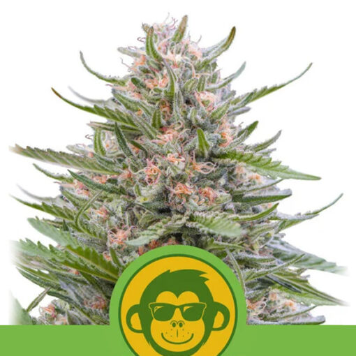 Auto Grape Ape fem. Royal Queen