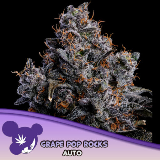 Auto Grape Pop Rocks 10 u. fem Anesia