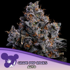Auto Grape Pop Rocks  5 u. fem Anesia