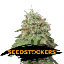 Auto Green Crack fem. Seedstockers