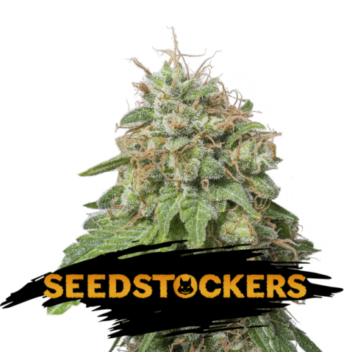 Auto Green Crack fem. Seedstockers
