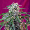Auto Green Poison fem. Sweet Seeds Promo Aniversario