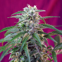 Auto Green Poison fem. Sweet Seeds Promo Aniversario