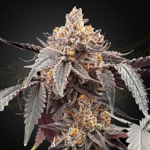 Auto Guava x Auto Gelato 41 fem. Green House