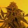 Auto Guillotine  3 u. fem French Touch Seeds
