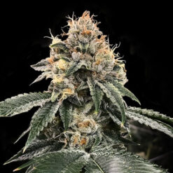 Auto HG23 fem. DNA Genetics