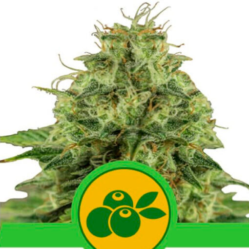 Auto Haze Berry fem. Royal Queen