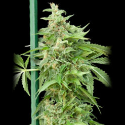 Auto Haze Gom fem. Grassomatic