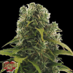 Auto High Density fem. Heavyweight Seeds