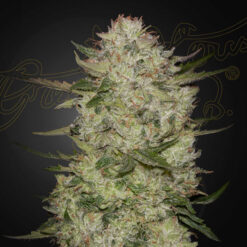 Auto HighCloudz fem. Green House