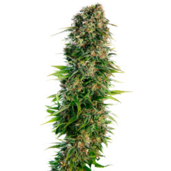 Auto Hindu Kush fem. Sensi Seeds